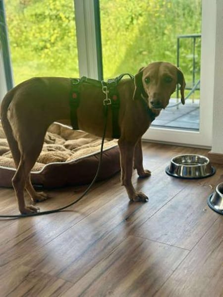 Nola Bracke Hündin Mischling Traumhund