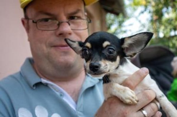 Marci, neugieriger kleiner Chihuahua