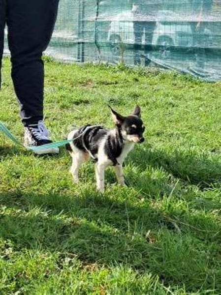 Marci, neugieriger kleiner Chihuahua