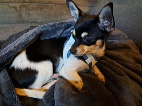 Marci, neugieriger kleiner Chihuahua