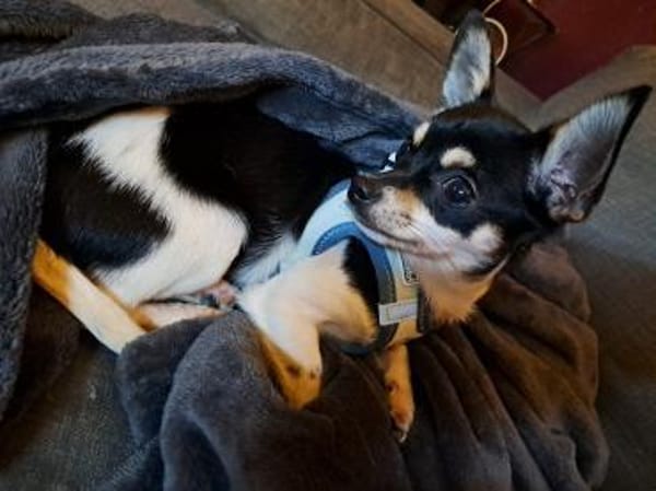 Marci, neugieriger kleiner Chihuahua