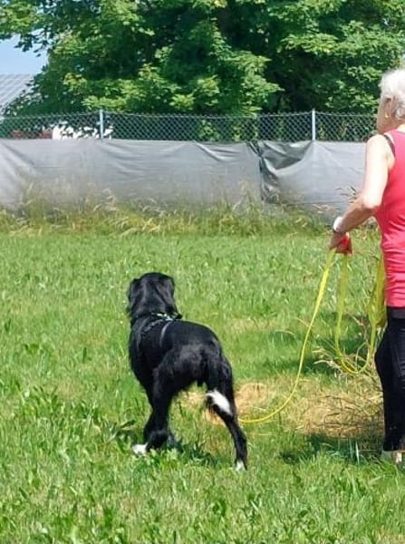 Elmo - sensibler Begleiter sucht Euch