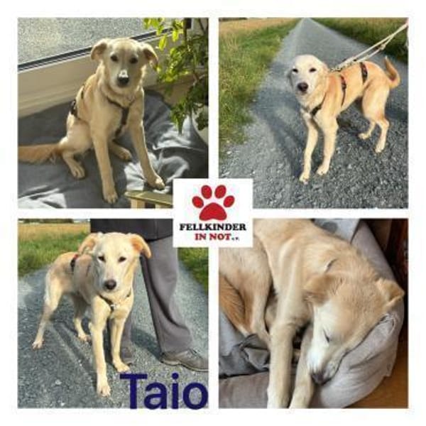 Taio junger Retriever Misching Rüde