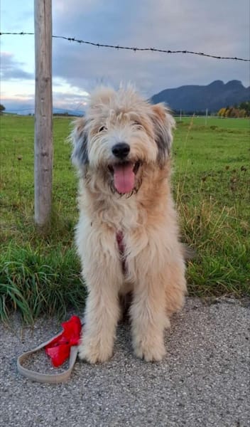 Polly ❤ in 87459 Pfronten, Allgäu