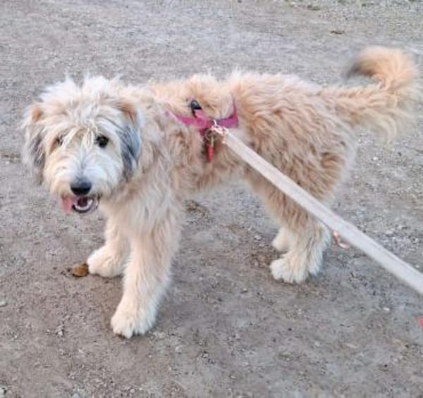 Polly ❤ in 87459 Pfronten, Allgäu