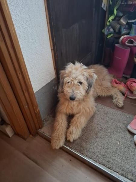 Polly ❤ in 87459 Pfronten, Allgäu