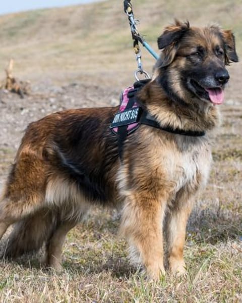 Jessy SI, perfekter Familienhund