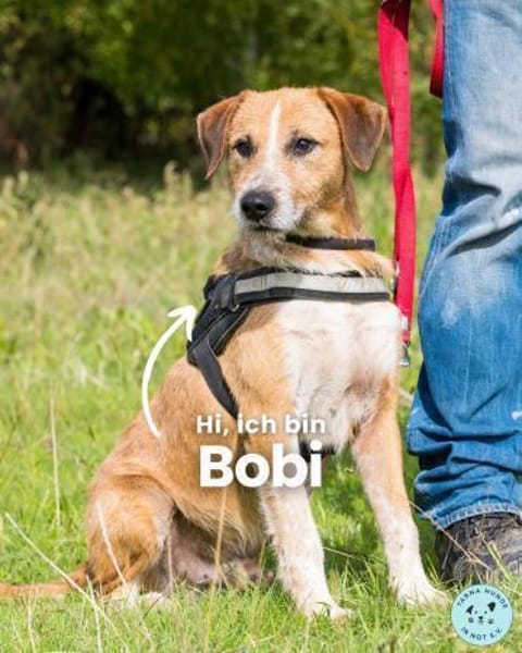 Bobi SI, offen und freundlich