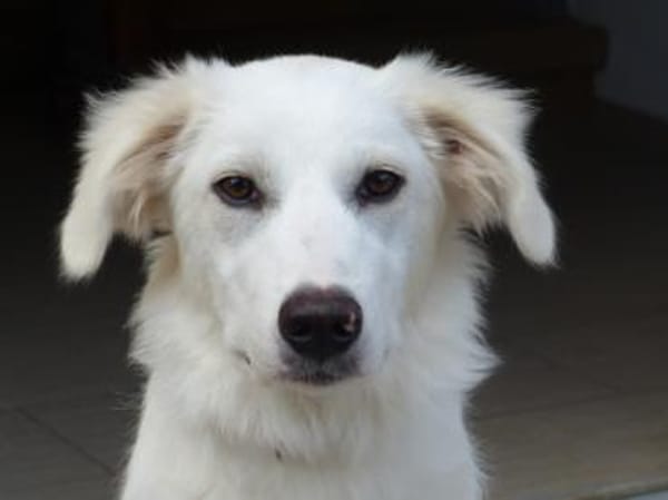 Zuckerschnute Baba sucht ihr Zuhause