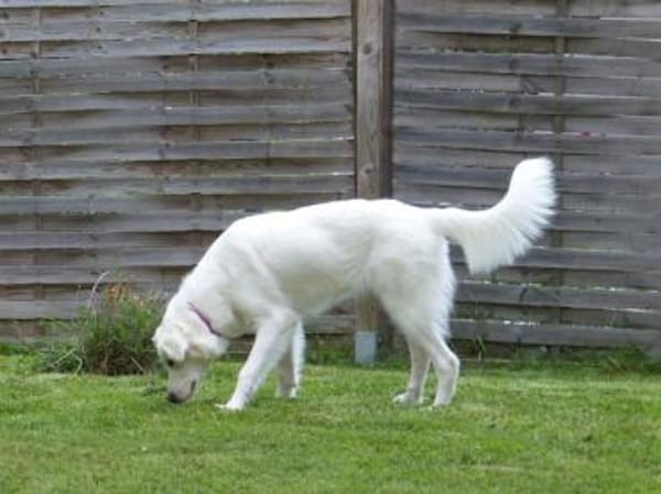 Zuckerschnute Baba sucht ihr Zuhause