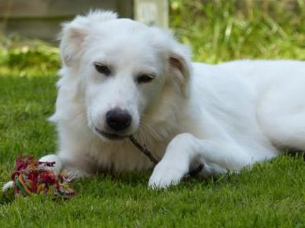 Zuckerschnute Baba sucht ihr Zuhause