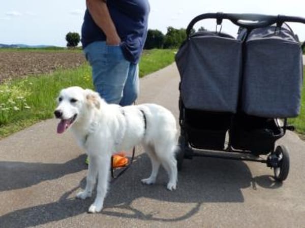 Zuckerschnute Baba sucht ihr Zuhause