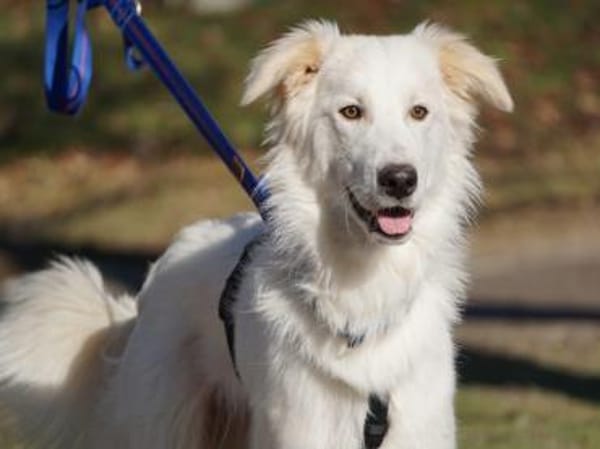 Faustro wünscht sich ein Zuhause