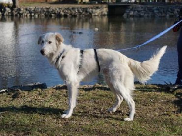 Faustro wünscht sich ein Zuhause