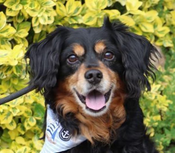 Cocker-Fans aufgepasst hier kommt Toby
