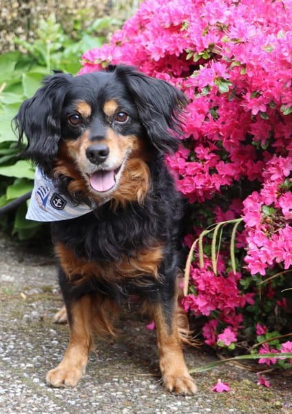 Cocker-Fans aufgepasst hier kommt Toby