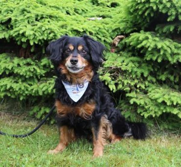 Cocker-Fans aufgepasst hier kommt Toby