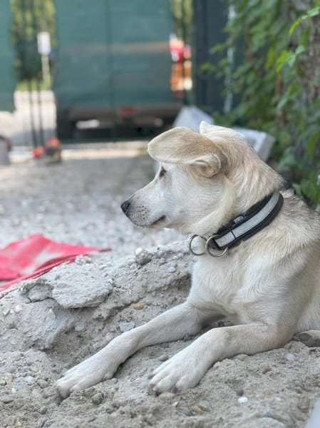 Dobby wartet ab 15.11. in Hamburg!