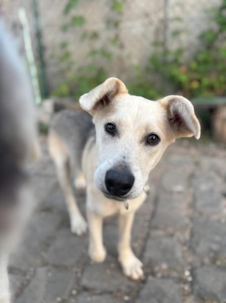 Dobby wartet ab 15.11. in Hamburg!