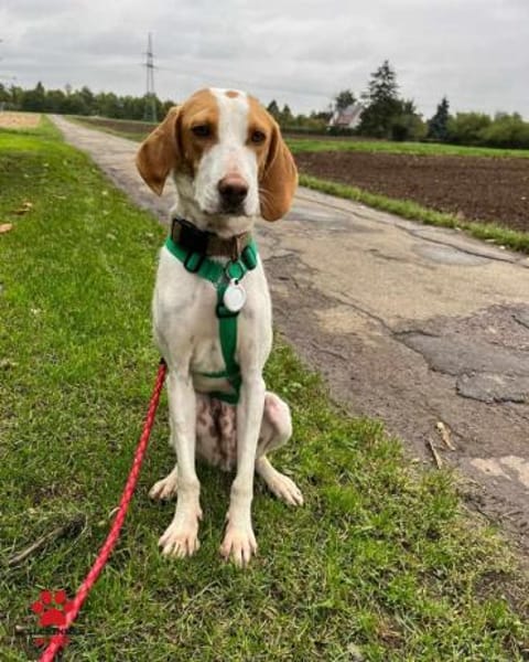 Jure Bracke Mischling Rüde Familienhund