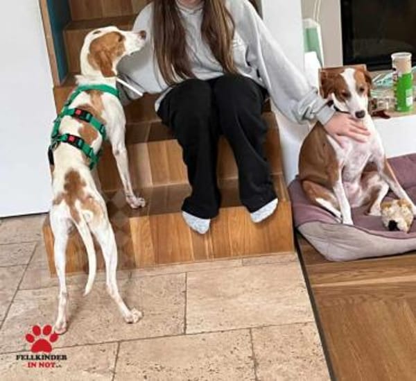 Jure Bracke Mischling Rüde Familienhund