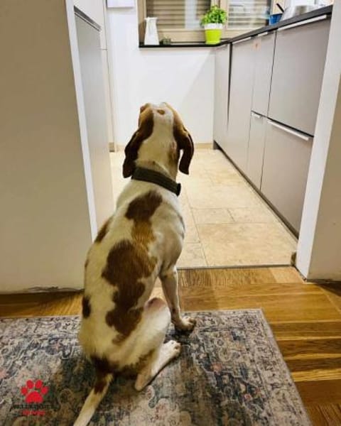 Jure Bracke Mischling Rüde Familienhund