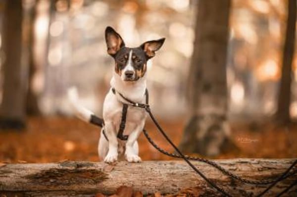 Snoopy ist ein verschmustes Zwergerl