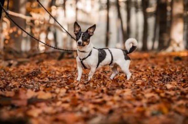 Snoopy ist ein verschmustes Zwergerl