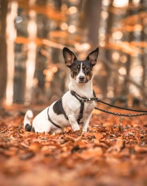 Snoopy ist ein verschmustes Zwergerl