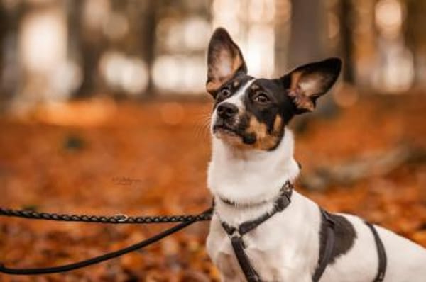 Snoopy ist ein verschmustes Zwergerl