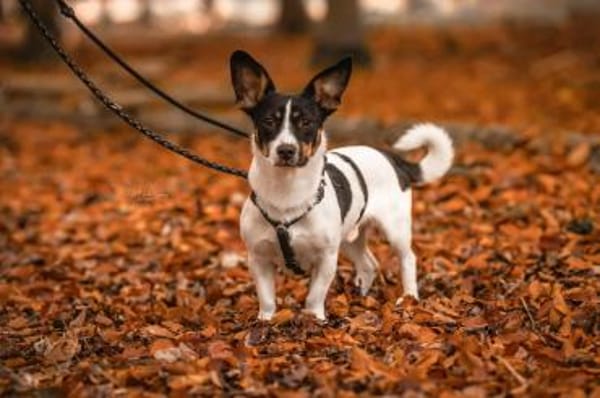 Snoopy ist ein verschmustes Zwergerl