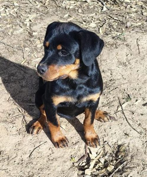 Hachi sonnig liebenswert verspielt
