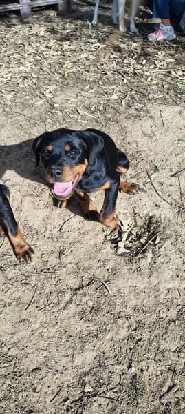 Hachi sonnig liebenswert verspielt