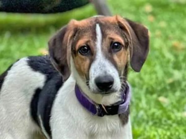 IVO LIO - ausgesetzt zum Sterben