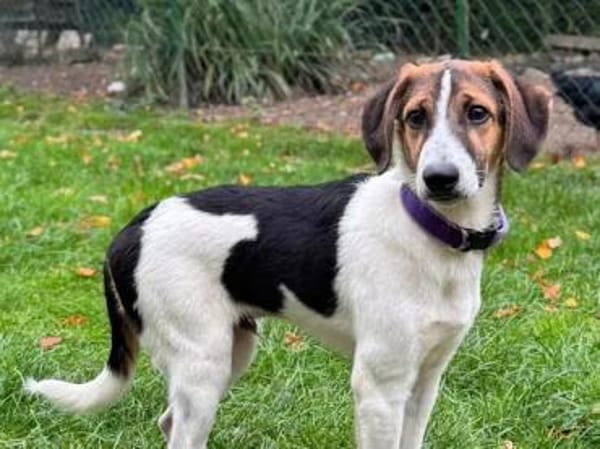 IVO LIO - ausgesetzt zum Sterben