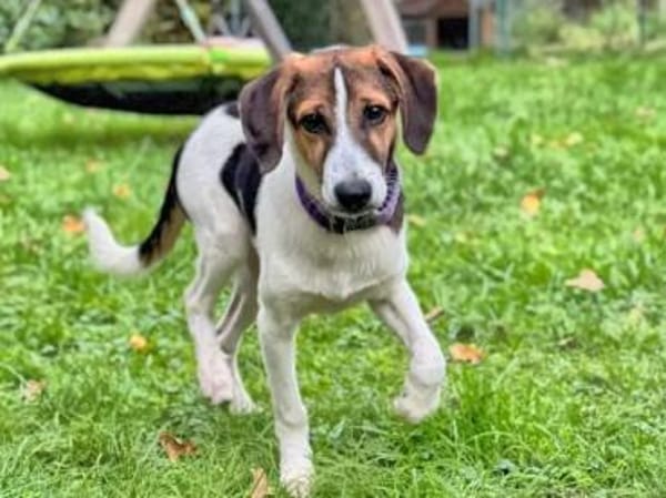 IVO LIO - ausgesetzt zum Sterben