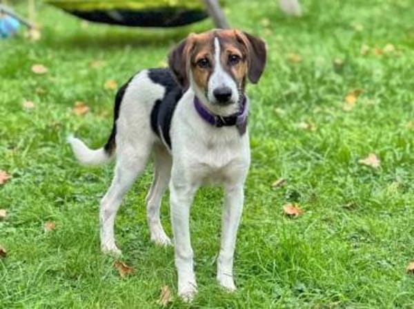 IVO LIO - ausgesetzt zum Sterben