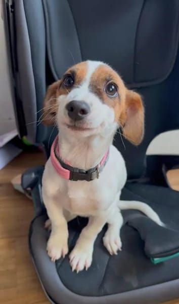 RENCO - sieben aus dem Fischernetz