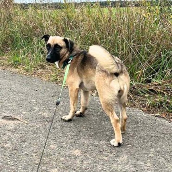 Kleine Lady sucht ihr Für-Immer-Körbchen