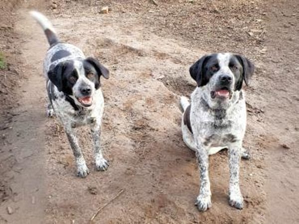 MERCEDES - aus dem Canile gerettet