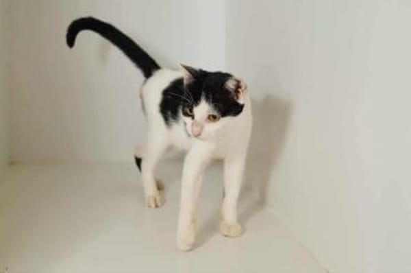 Dana, verspielte Schmusekatze,3J 85591