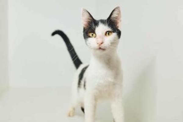 Dana, verspielte Schmusekatze,3J 85591