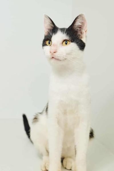 Dana, verspielte Schmusekatze,3J 85591