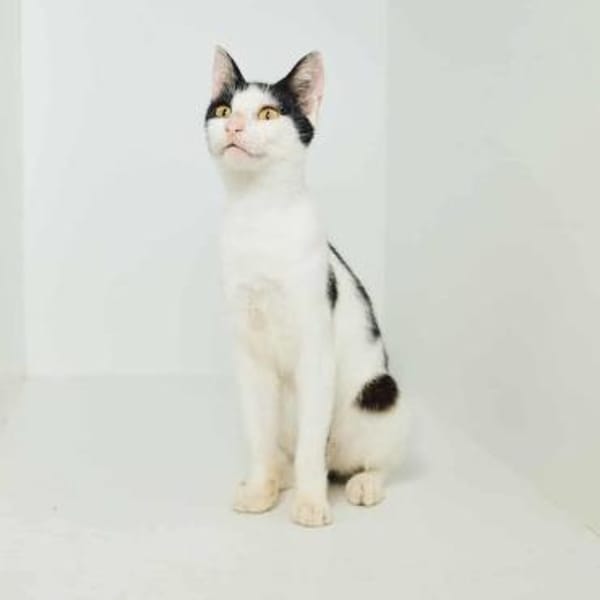 Dana, verspielte Schmusekatze,3J 85591