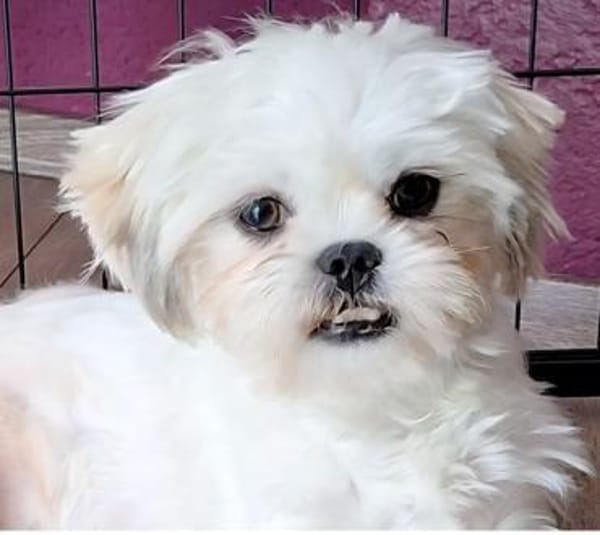 Indy in 69126 Heidelberg #