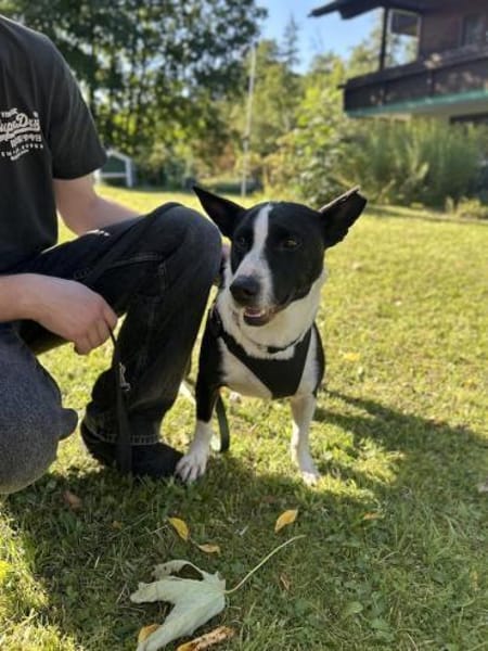 Bütyök, freundlicher Bub, ca. 4 Jahre