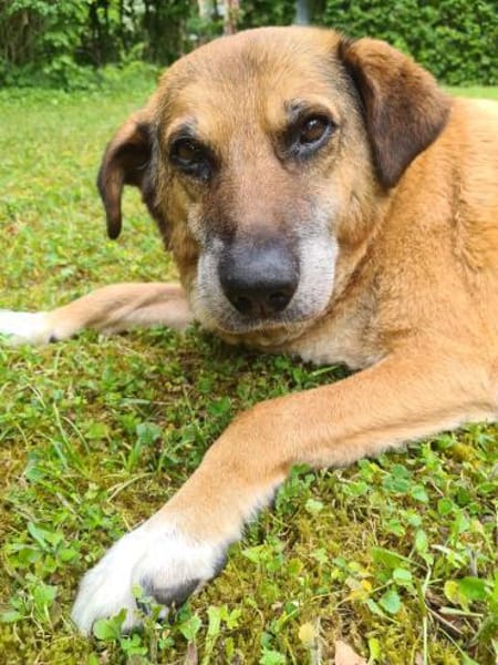 💙Ferris💙 sucht ein schönes Zuhause💙🐾