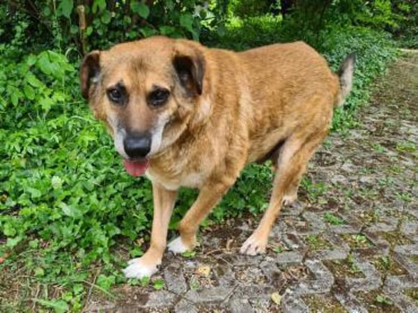 💙Ferris💙 sucht ein schönes Zuhause💙🐾