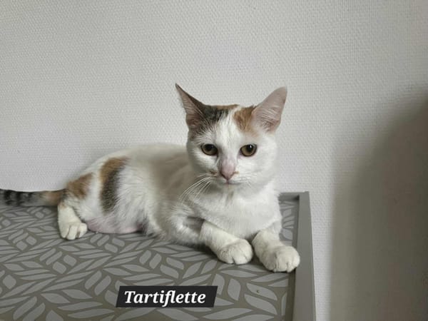 TARTIFLETTE