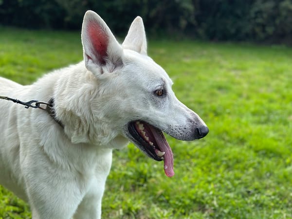 paquito
